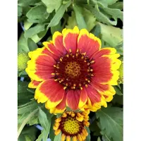 GRDplanten 6 x Gaillardia aristata 'Arizona Sun' - Fleur de coco - pot 9x9 cm