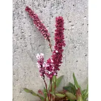 GRDplanten 6 x Persicaria Affinis 'Superba' - Renouée à bougies - pot 9x9 cm