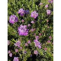 GRDplanten 6 x Iberis Sempervirens 'Absolutely Amethyst' - Fleur à nuds - pot 9 x 9 cm