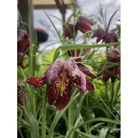 GRDplanten 6 x Fritillaria meleagris - Couronnes d'empereur - pot 9x9 cm