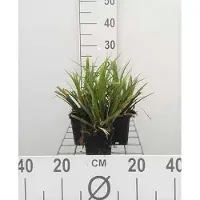GRDplanten 6 x Carex morr. 'Mosten' - Laiche du Japon - pot 9 x 9 cm
