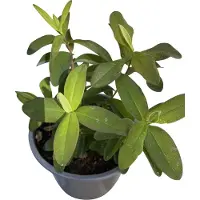 GRDplanten 12 x Hypericum calycinum - Millepertuis - Pot 9 cm x 9 cm
