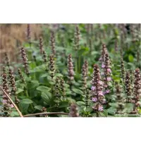 Brandless 6 x Ajuga reptans 'Rosea' - Vert Zen rampant en pot de 9x9cm
