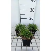 GRDplanten 6 x Jasione laevis 'Blue light' - Jacinthe des bois - pot 9 x 9 cm