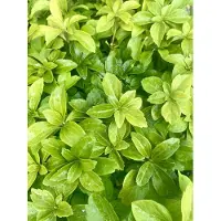 GRDplanten 12 x Pachysandra terminalis - Prêle des champs au sol - Pot 9 cm x 9 cm