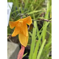 GRDplanten 6 x Hemerocallis hybr. 'Corky' - hémérocalle - pot 9 x 9 cm