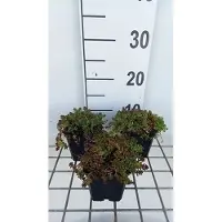 GRDplanten 6 x Sedum album 'Murale' - fat leaf - pot 9 x 9 cm