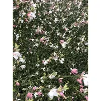 GRDplanten 6 x Gaura lindh. 'Corrie's Gold'(= oenothera lindh.) - Bougie magnifique - Pot 9x9 cm