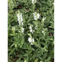 GRDplanten 6 x Salvia nem. 'snowhill' - mousse étoilée - pot 9 x 9 cm