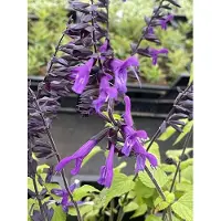 GRDplanten 6 x Salvia 'Amistadt' - mousse étoilée - pot 9 x 9 cm
