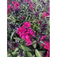 GRDplanten 6 x Phlox (p) 'Starfire' - Fleur de flamme - pot 9 x 9 cm