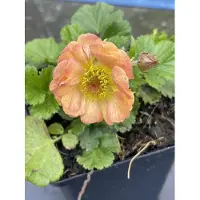 GRDplanten 6 x Geum hybr. 'Mai Tai' - Oeillet de fontaine - pot 9 x 9 cm