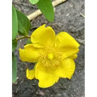 GRDplanten 12 x Hypericum hybr. 'Hidcote' - Millepertuis - Pot 9 cm x 9 cm