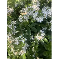 Brandless Choisya Ternata - Fleur d'oranger 25-30 cm Conteneur