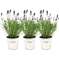 Frank GmbH Plants by Frank - Lavandula angustifolia Felice dans un pot décoratif « Old Look » - pot de 13 cm - lot de 3 lavandes véritables dans un pot décoratif