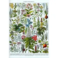 Grafika Puzzle Illustration du Larousse : Les Plantes Médicinales - 1000 pièces