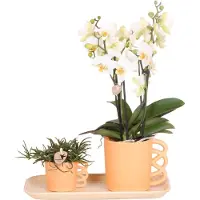 Kolibri Company - Ensemble Orchidée Blanche et Rhipsalis sur Plateau en Bambou