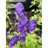 GRDplanten 6 x Aconitum napellus - Aconit bleu - pot 9 x 9 cm