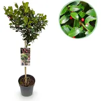 Everspring GreenboutiQ - Plante de Jardin - Ilex meserveae Blue Maid - Plante sur tige - Plante de Terrasse - Caduc - Peu d'Entretien - Pot 19cm Hauteur 90cm