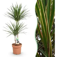 Green Boutiq - Plantes d'intérieur - Dracaena Marginata - Arbre de dragon - Peu d'entretien - Vert - 1 Plante - Pot 21cm - Hauteur 90-100cm