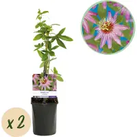 Green Boutiq GreenboutiQ - Fleur de passion - Passiflora Anastasia - Fleurs Roses - Peu d'entretien - 2 plantes - Pot 11cm Hauteur 40cm