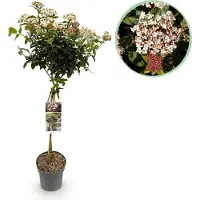 Green Boutiq GreenboutiQ - Plante de jardin - Viburnum tinus - Plante sur tige - Plante de terrasse - Persistant - Peu d'entretien - Pot de 19cm Hauteur 90cm