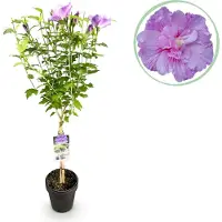 Green Boutiq GreenboutiQ - Plante de jardin - Hibiscus syriacus Lavendor Chiffon - Plante sur tige - Plante de terrasse - Caduc - Peu d'entretien - Pot 19cm Hauteur 90cm