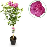 Green Boutiq GreenboutiQ - Plante de jardin - Hibiscus syriacus Magenta Chiffon - Plante sur tige - Plante de terrasse - Feuilles caduques - Peu d'entretien - Pot 19cm Hauteur 90cm