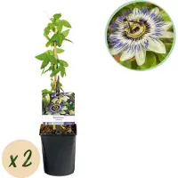 Green Boutiq GreenboutiQ - Fleur de Passion - Passiflora caerulea - Fleur Bleue avec Vert Blanc - Peu d'entretien - 2 plantes - Pot 11cm Hauteur 40cm