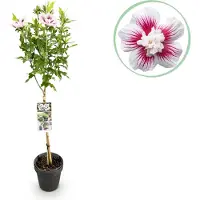 Green Boutiq GreenboutiQ - Plante de jardin - Hibiscus syriacus Starburst Chiffon - Plante tige - Plante de terrasse - Feuillage caduc - Peu de soins - Pot 19cm Hauteur 90cm