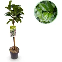 Green Boutiq GreenboutiQ - Plante de jardin - Prunus lauroverasus Etna - Plante en tige - Plante de terrasse - Persistante - Peu d'entretien - Pot 19cm Hauteur 90cm