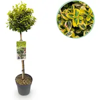 Green Boutiq GreenboutiQ - Plante de jardin - Euonymus fortunei Emerald n Gold - Plante sur tige - Plante de terrasse - Persistant - Peu d'entretien - Pot 19cm Hauteur 90cm