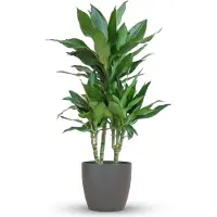 Green Boutiq - Plante d'intérieur - Dragonnier - Dracaena Janet Craig - Vert - Entretien facile - 1 Plante - avec Potter Gris - Pot 21cm - Hauteur 90 - 100cm