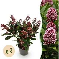 Green Boutiq - Terrasplant - Skimmia japonica Rubella - Bloem Rood - 10+ Bloemen - 3 Planten - Winterhard - Pot 10,5cm Hoogte 25cm