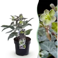 Green Boutiq - Tuinplant - Lenten Rose Helleborus sternii Silver Dollar - Groene Bloem -1 Plant - Groenblijvend - Pot 14cm Hoogte 35cm