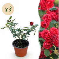 Green Boutiq - Tuin Roos - Rosa Rote The Fairy - Roos - Winterhard - Rood - 3 Planten - Pot 12cm - Hoogte Hoogte 20-25cm