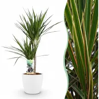 Green Boutiq - Plante d'intérieur - Dragonnier - Dracaena Marginata - Vert - Entretien facile - 1 Plante - avec Potter Blanc - Pot 21cm - Hauteur 90 - 100cm