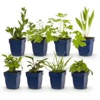 Green Boutiq - Borderpakket - Bijen en Vlinderlokkend - 6 Vaste planten - 1 m2 - Diversen kleuren - Weinig Onderhoud - Pot 11cm