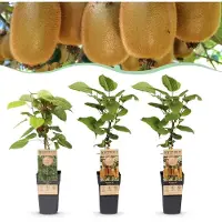 Green Boutiq - Fruitplant - Actinidia Weiki & Hayward - Kiwiplant - 1 Mannelijke - 2 Vrouwelijke - Planten - Groen - Pot 15cm - Hoogte 50cm