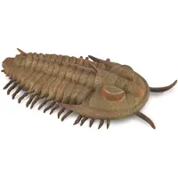 Collecta Redlichia Rex Trilobite - (L)