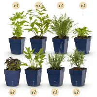 Green Boutiq - Borderpakket - Geurend - 24 Vaste planten - 3 m2 - Diversen kleuren - Weinig Onderhoud - Pot 11cm