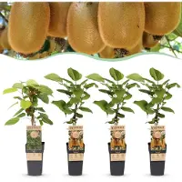Green Boutiq - Fruitplant - Actinidia Weiki & Hayward - Kiwiplant - 1 Mannelijke - 3 Vrouwelijke - Planten - Groen - Pot 15cm - Hoogte 50cm