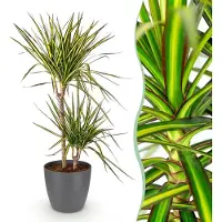 Green Boutiq - Plantes d'intérieur - Dracaena Sunray - Arbre à dragon - Peu d'entretien- Vert - jaune - 1 Plante - avec Pot Gris - Pot 21cm - Hauteur 90-100cm