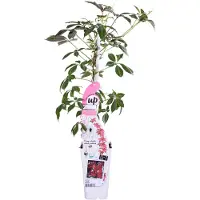 Everspring Vigne vierge chinoise - Ø15cm - ↕65cm