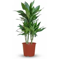Green Boutiq - Plante d'intérieur - Dragonnier Janet Craig - Dracaena Janet Craig - Vert - Entretien facile - 1 Plante - Pot 21cm - Hauteur 90 - 100cm