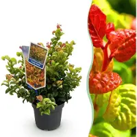 Green Boutiq - Tuinplant - Leucothoe Curly Gold - Geel - 1 Plant - Groenblijvend - Weinig Onderhoud - Pot 17cm Hoogte 40cm