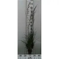 GRDplanten 6 x Deschampsia cesp. 'Bronzeschleier' - Schmiele des bois - pot 9 x 9 cm
