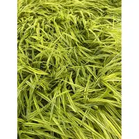 GRDplanten 6 x Hakonechloa macra 'Aureola' - Herbe du Japon dorée - pot 9 x 9 cm