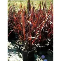 GRDplanten Phormium tenax 'Purpureum' - Lin de Nouvelle-Zélande - conteneur 3 litres