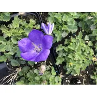 Brandless 6 x Campanula carpatica ' Clips bleus' - Campanule des Carpates en pot de 9x9 cm